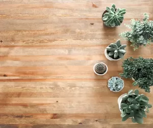 panele lvt